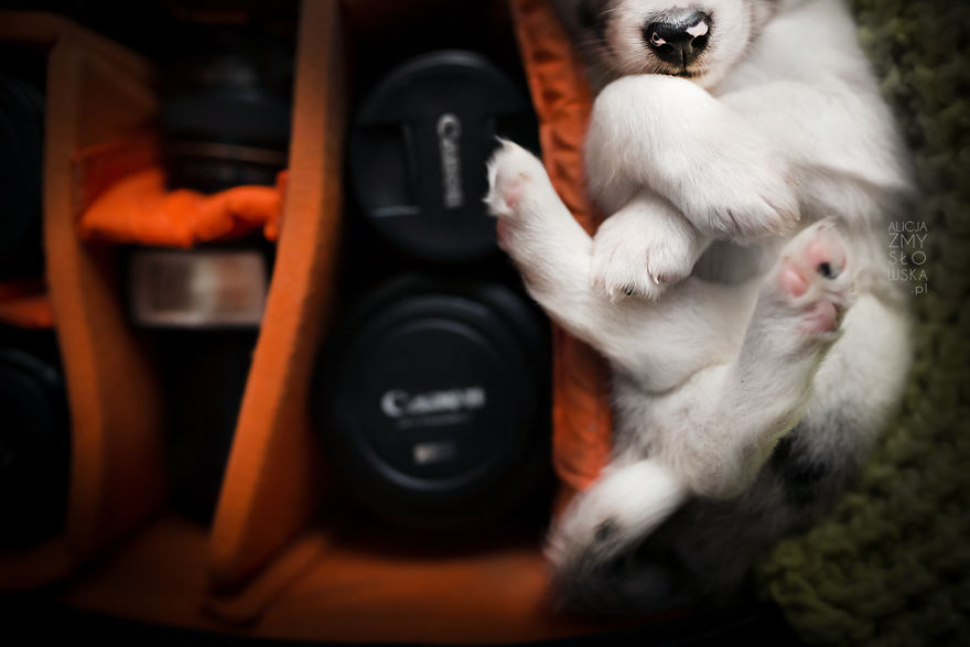 Puppies Decided To Sleep And Have Fun In My Camera Bag