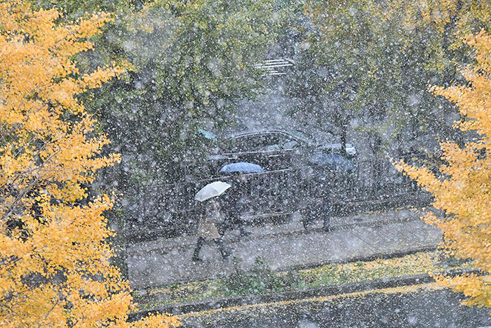 Tokyo First Snow In November 2016