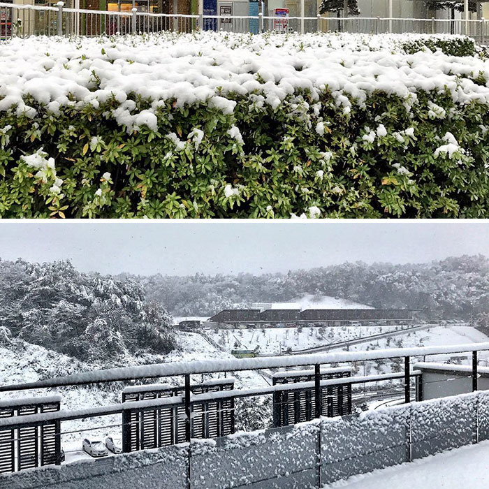 Tokyo First Snow In November 2016