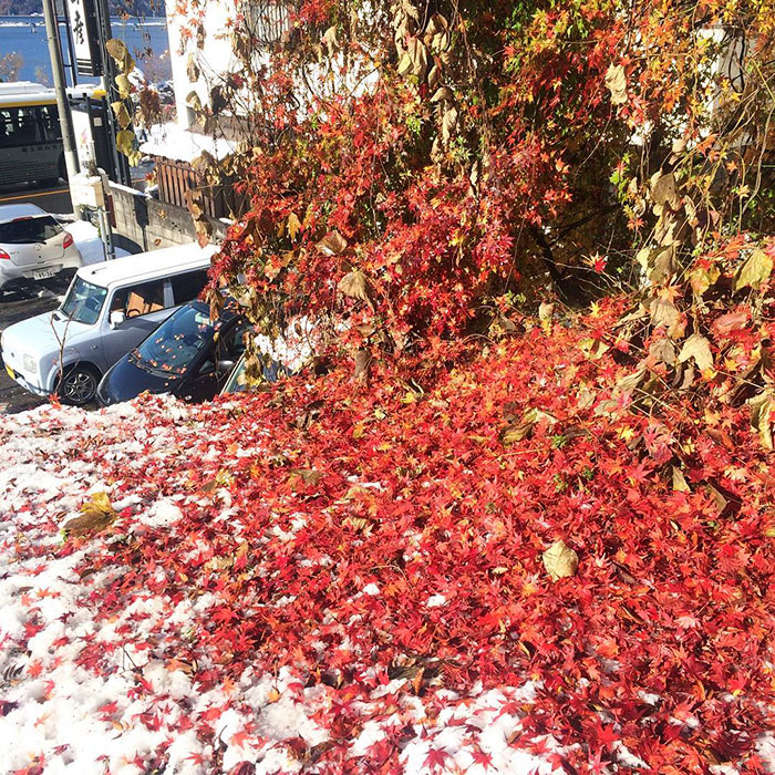 Tokyo First Snow In November 2016