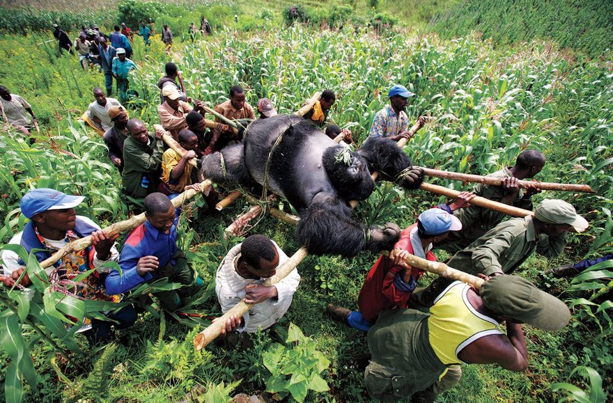 Villagers carry a gorilla through a field, illustrating one of the most famous photos in history.