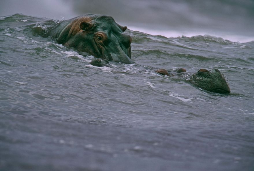 A hippo submerged in water, showcasing its watchful eyes and ears above the surface, a famous photo moment captured in history.