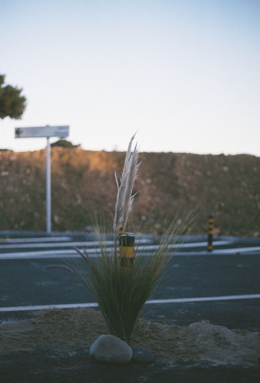 Street Artist Brings Nature Back To Cities