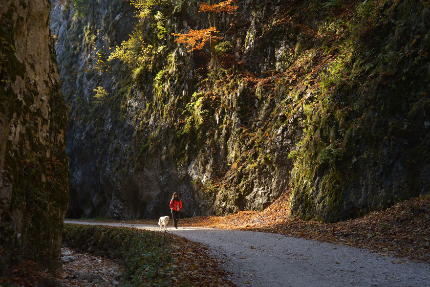 I Travel Romania With My Golden Retriever Geena Who Is The Best Travel Companion I Travel Romania With My Golden Retriever Geena Who Is The Best Travel Companion