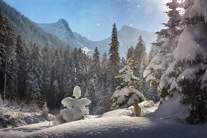 I Travel Romania With My Golden Retriever Geena Who Is The Best Travel Companion