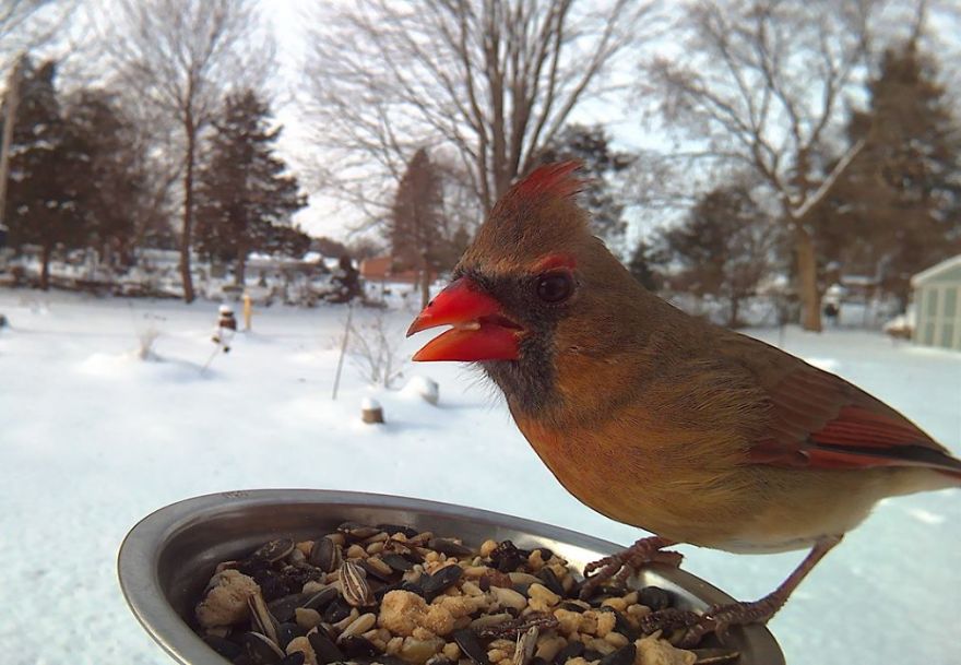 Bird Feeder Photography
