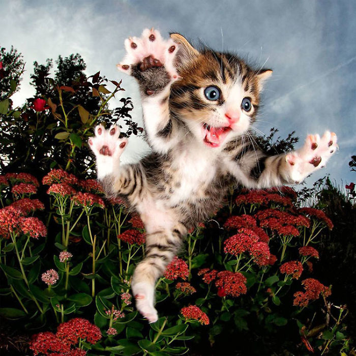 Cute Cats Flying Through The Air!
