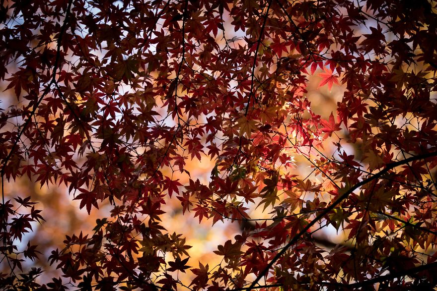 Autumn Leaves Show True Colors In Tokyo