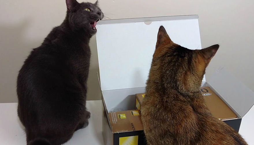 Unboxing… Not So Easy With Cats Unboxing… Not So Easy With Cats