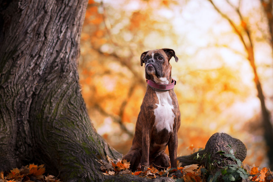 Meet Strawberry, The Boxer Who Is My Best Hiking Buddy Meet Strawberry, The Boxer Who Is My Best Hiking Buddy