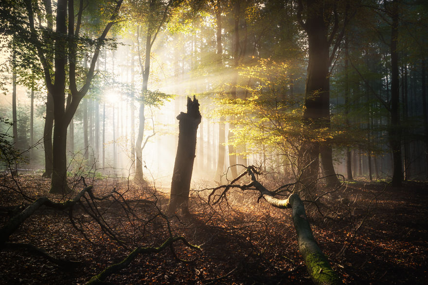 The Last Man Standing