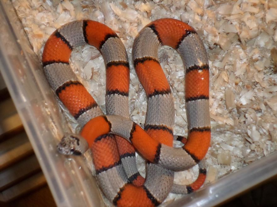 I Rescue Exotic Animal Species I Rescue Exotic Animal Species