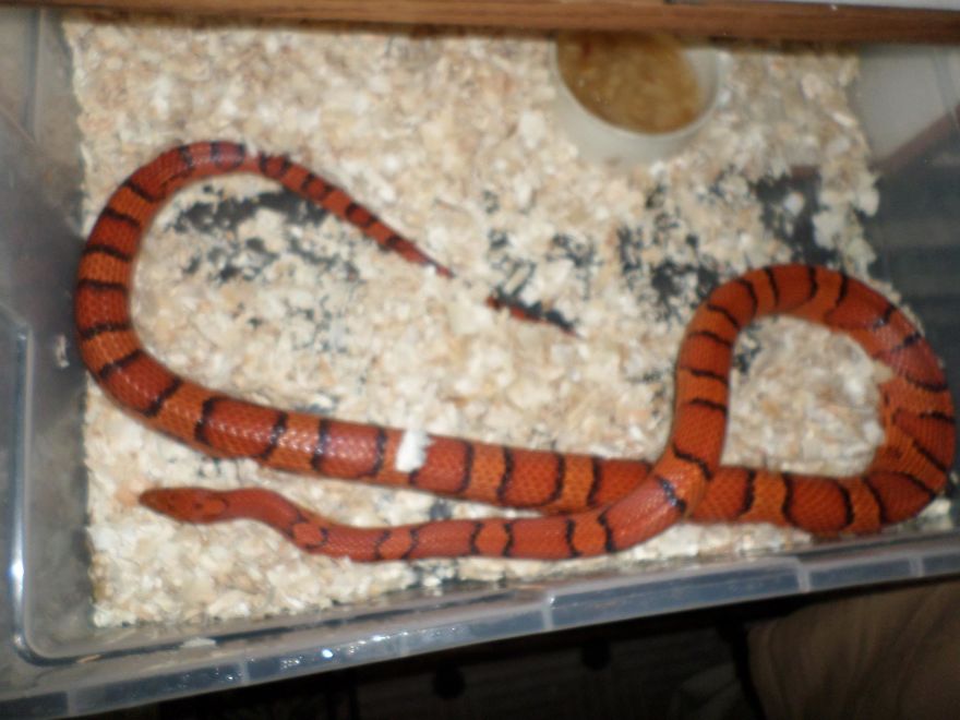 I Rescue Exotic Animal Species I Rescue Exotic Animal Species