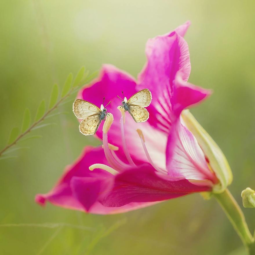 The-magical-macro-world