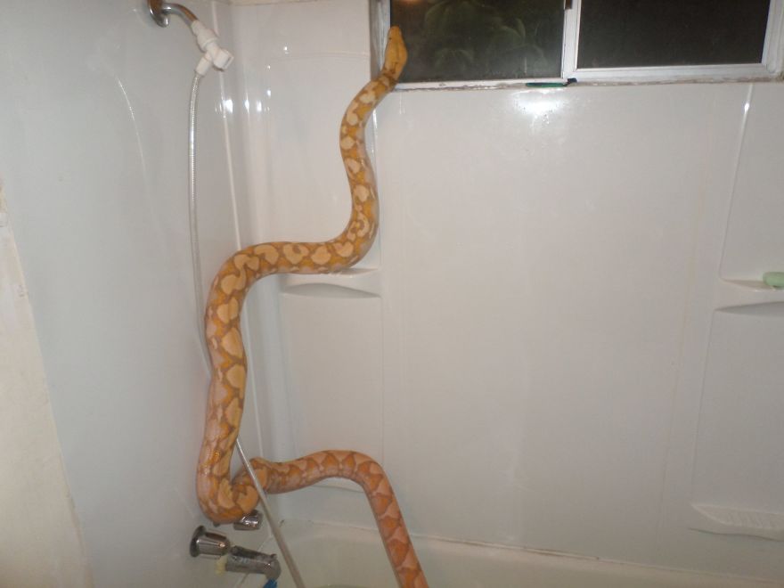 I Rescue Exotic Animal Species