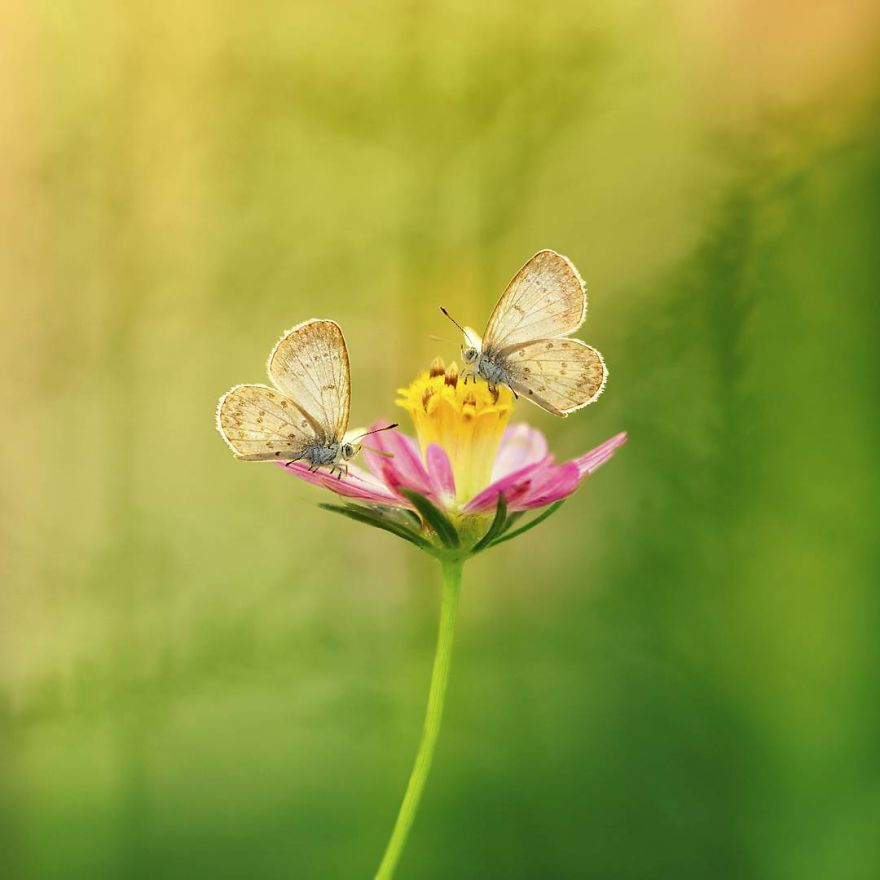 The-magical-macro-world