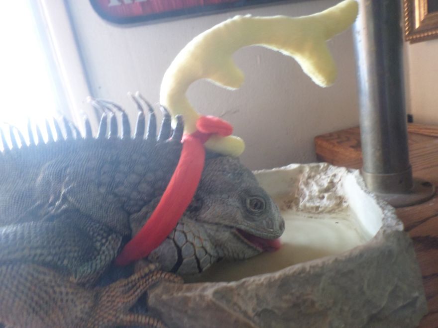 I Rescue Exotic Animal Species