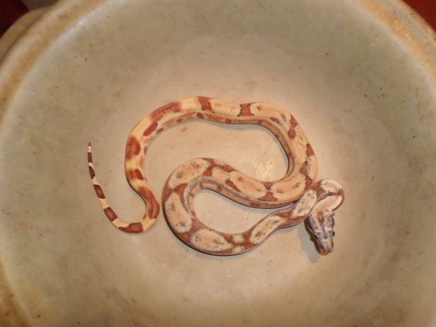 I Rescue Exotic Animal Species