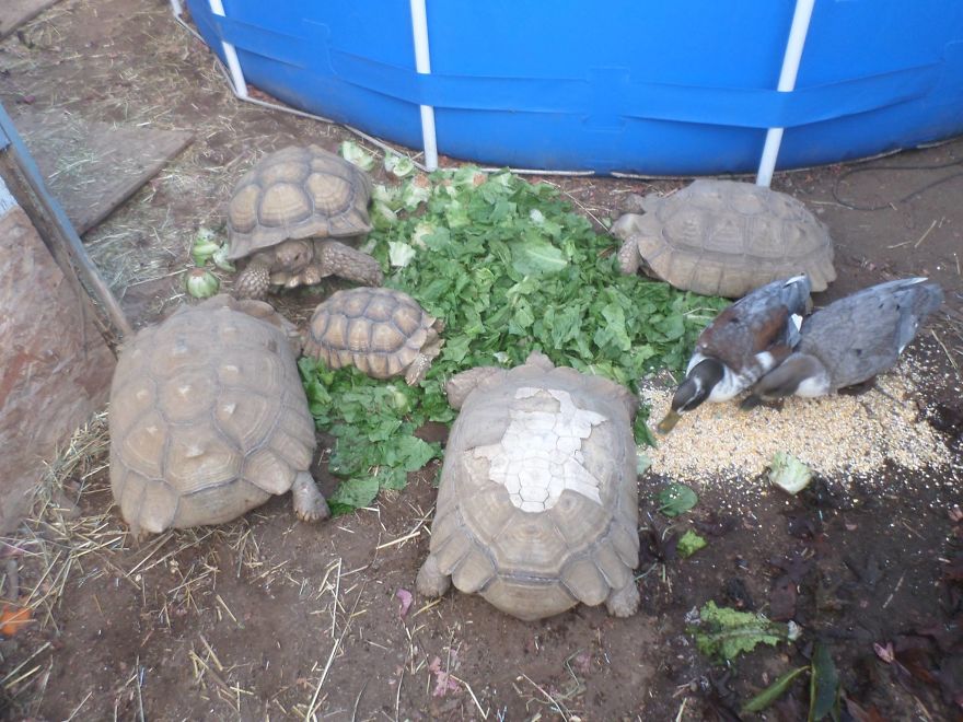 I Rescue Exotic Animal Species