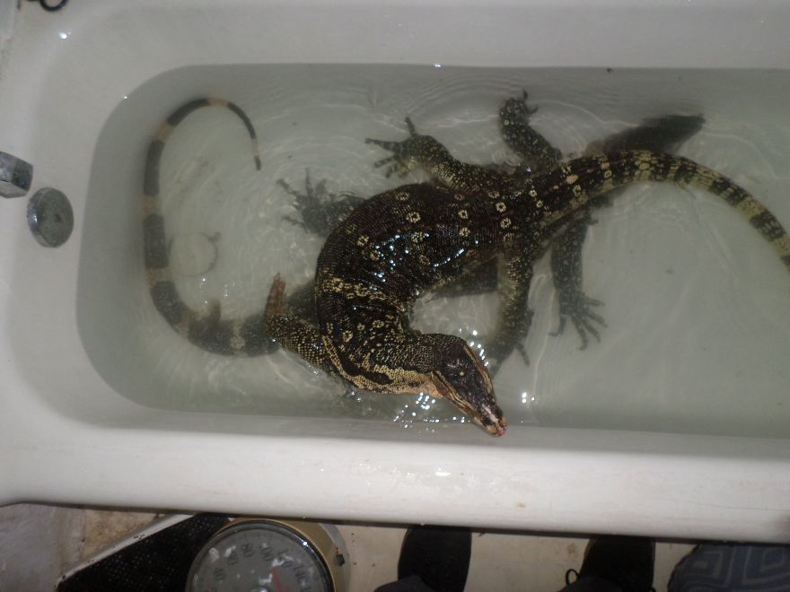 I Rescue Exotic Animal Species