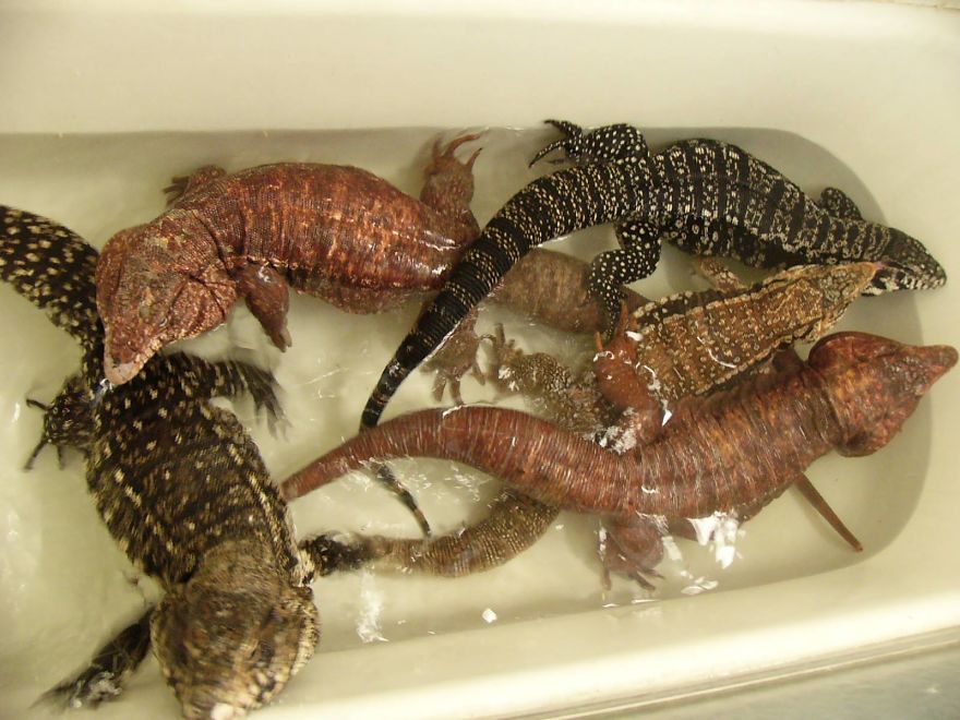 I Rescue Exotic Animal Species