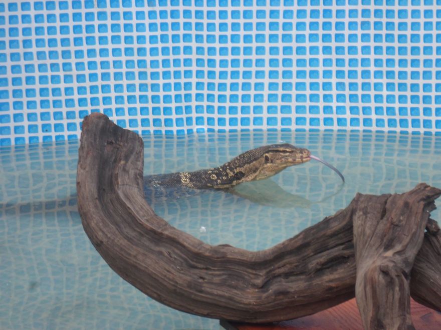 I Rescue Exotic Animal Species