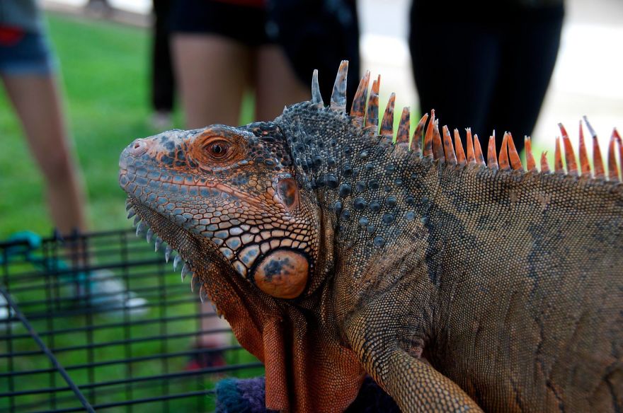 I Rescue Exotic Animal Species I Rescue Exotic Animal Species