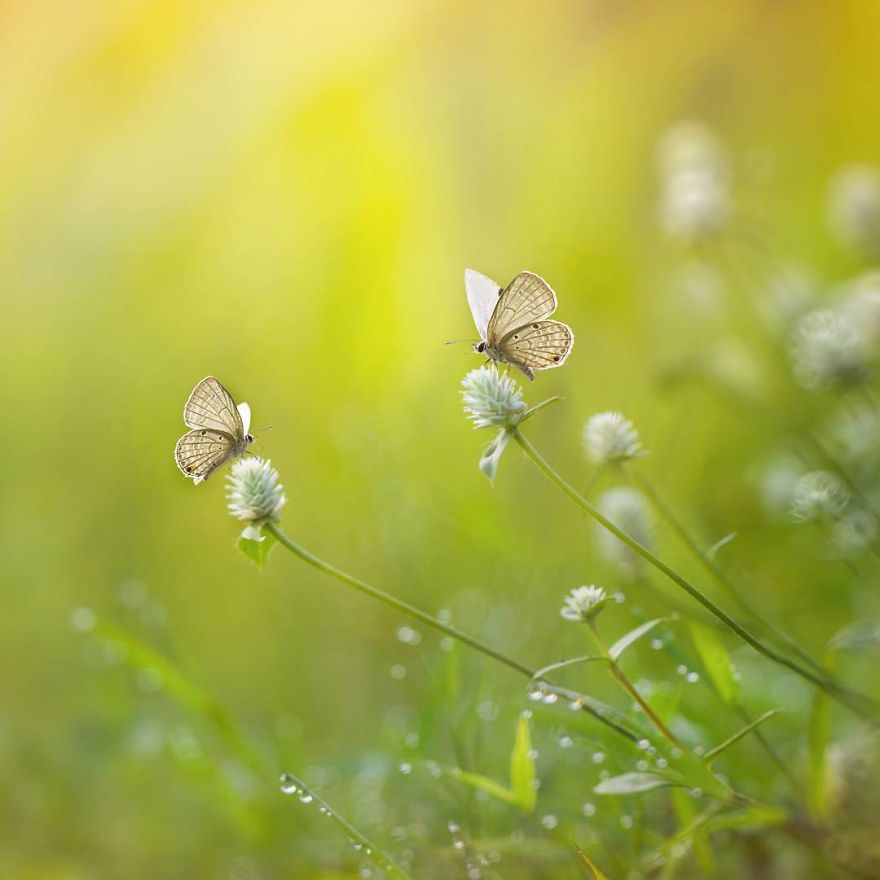 The-magical-macro-world