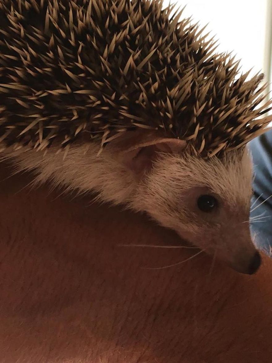 I Rescue Exotic Animal Species