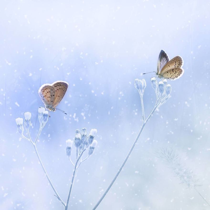 The-magical-macro-world