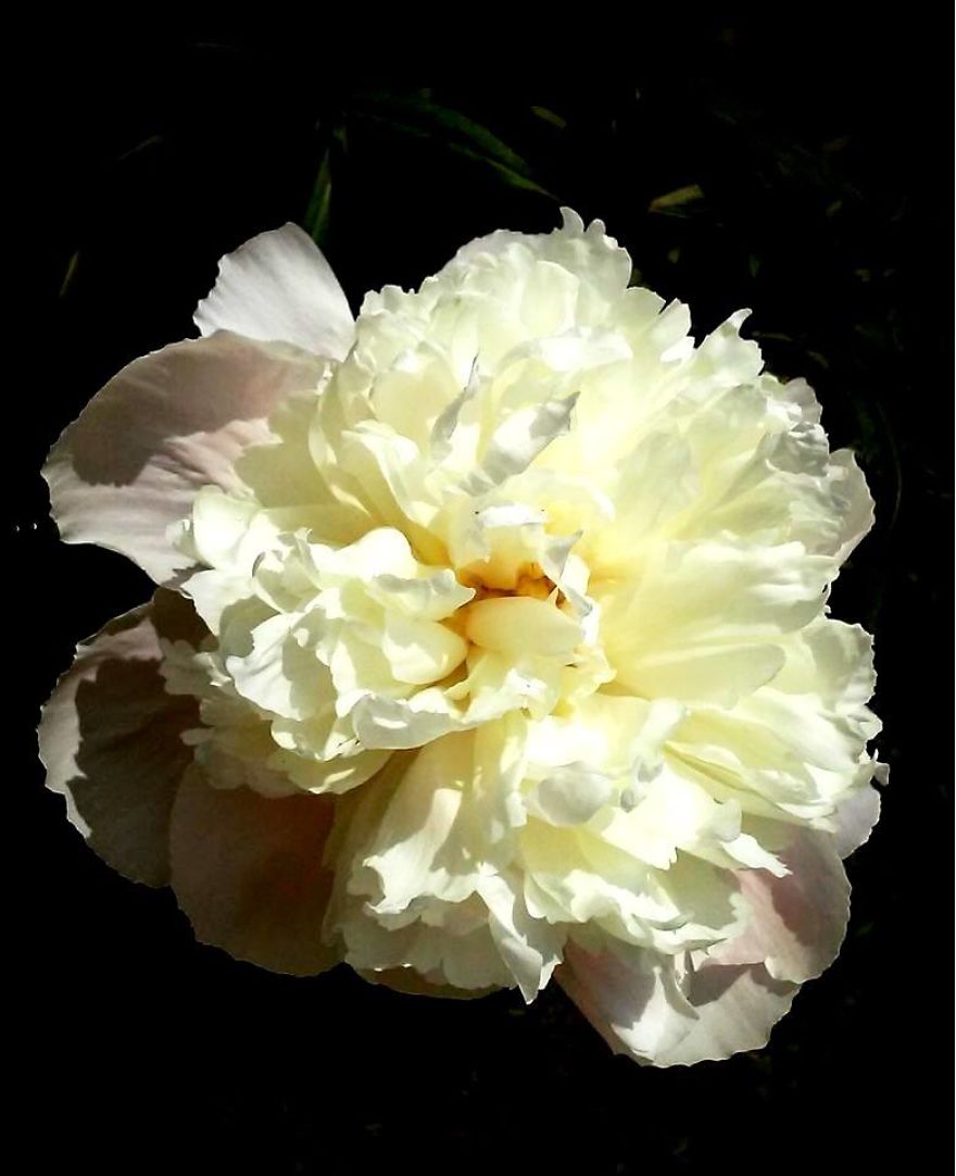 Some Of My Best Flower Photography