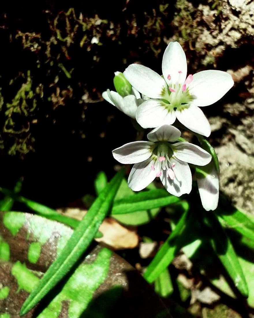 Some Of My Best Flower Photography