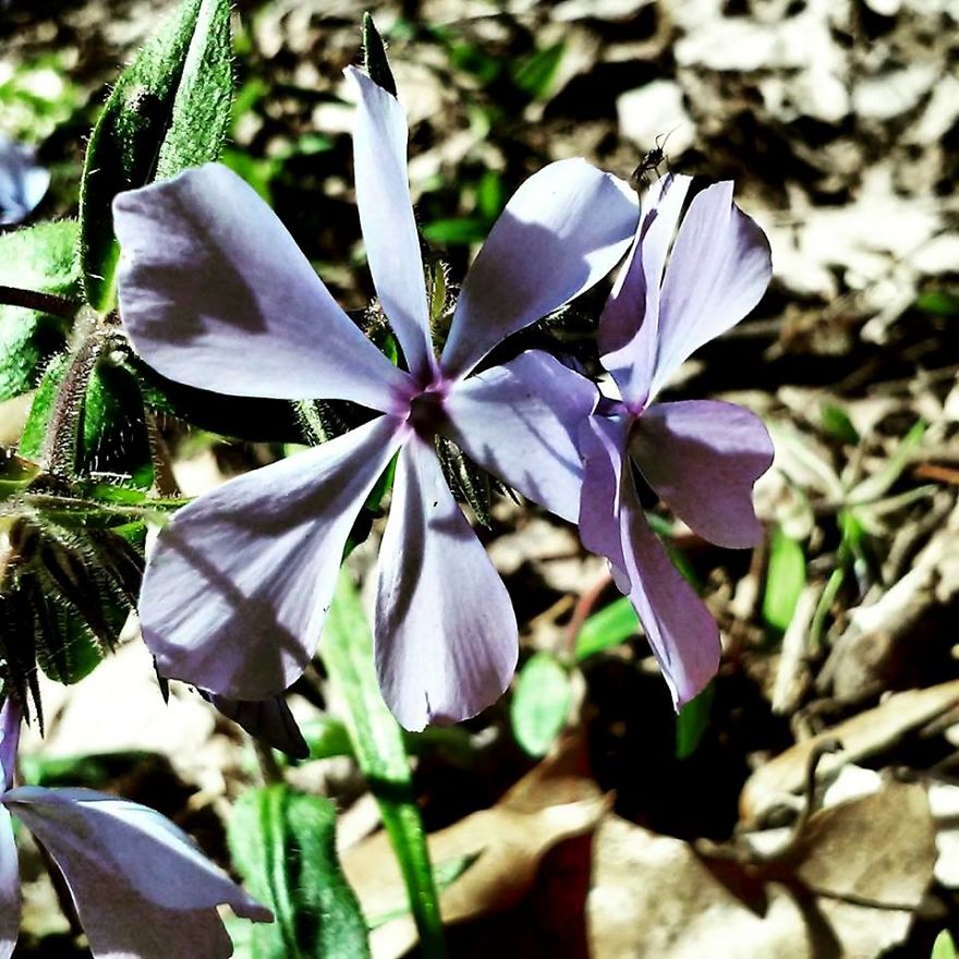 Some Of My Best Flower Photography