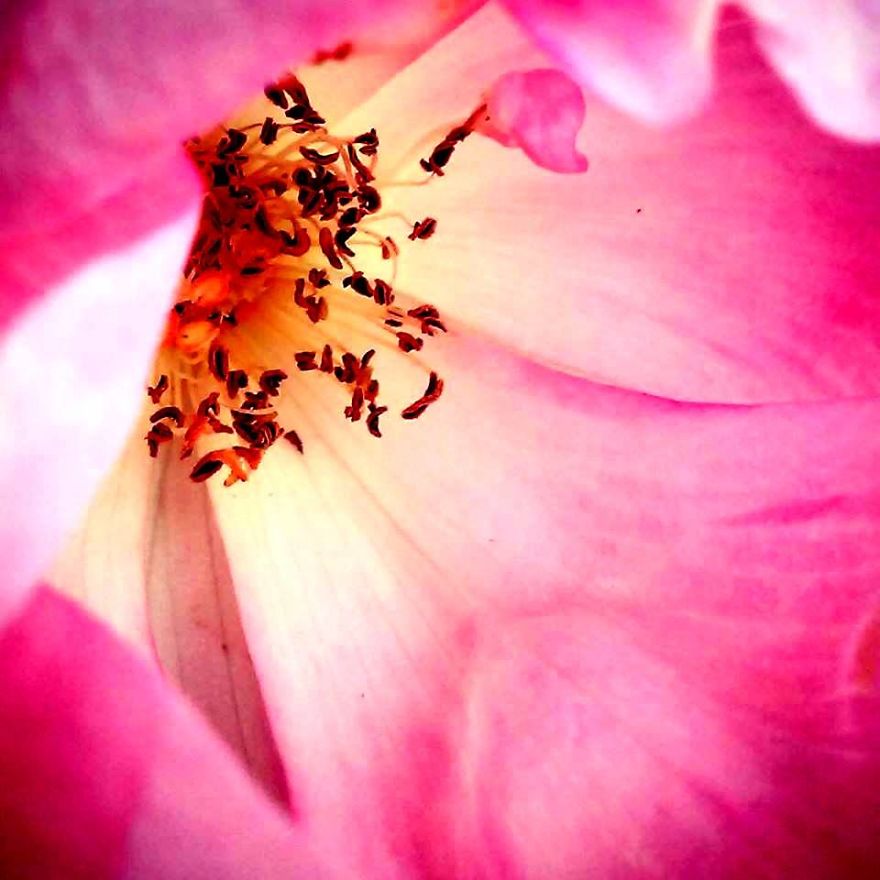 Some Of My Best Flower Photography