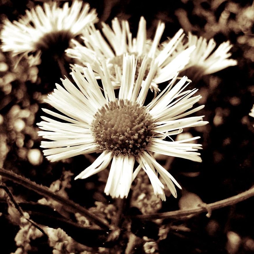 Some Of My Best Flower Photography