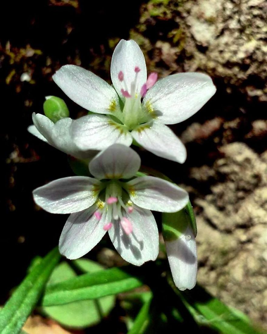 Some Of My Best Flower Photography