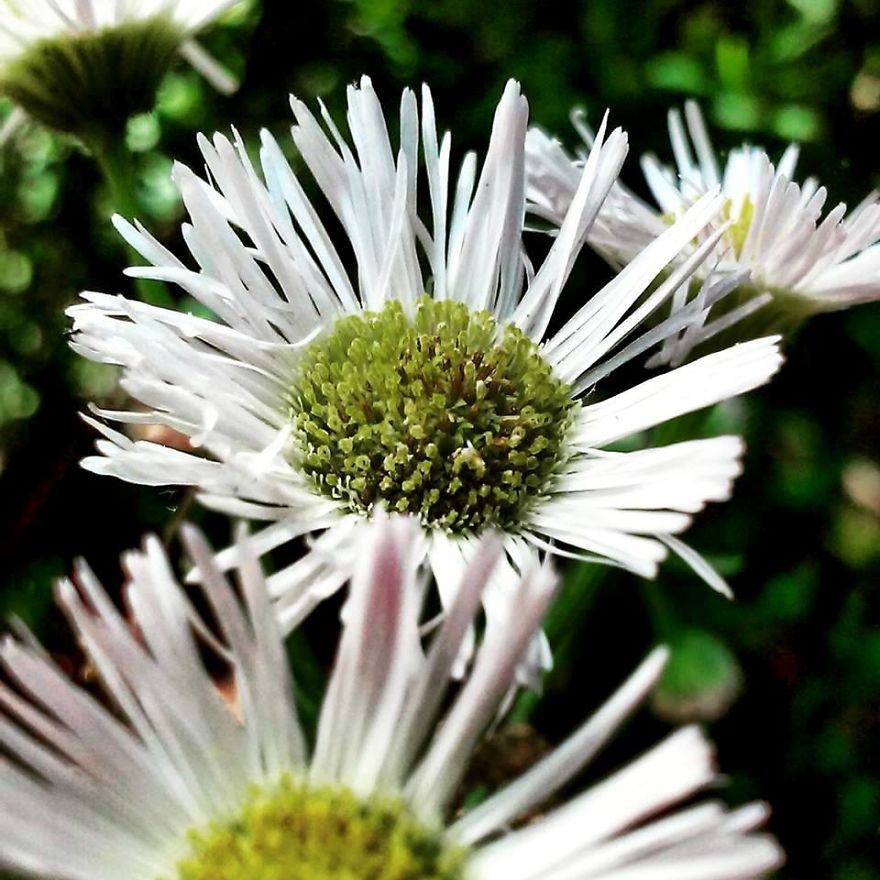 Some Of My Best Flower Photography