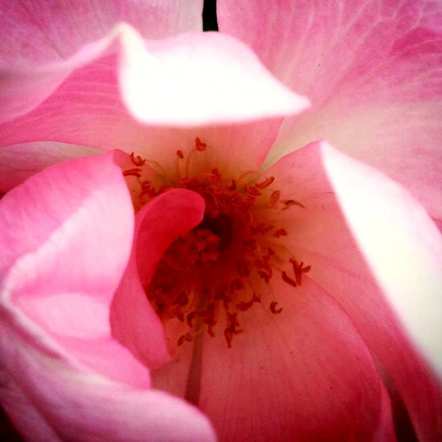 Some Of My Best Flower Photography