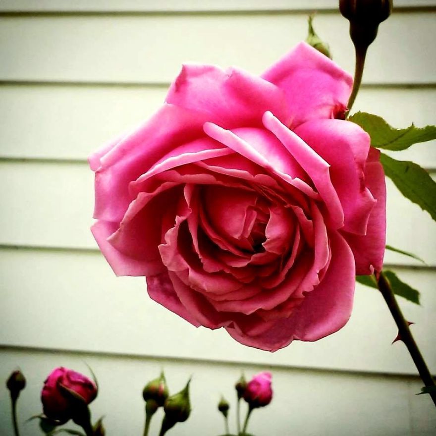 Some Of My Best Flower Photography