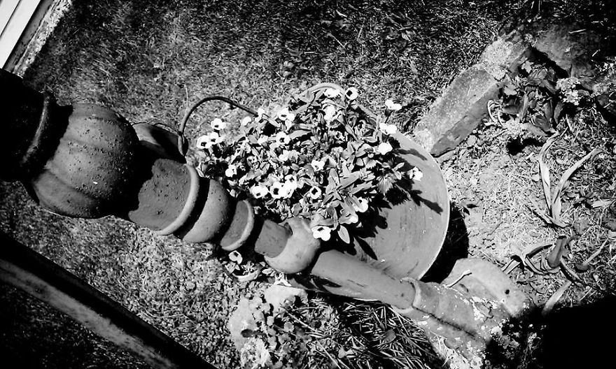 Some Of My Best Flower Photography