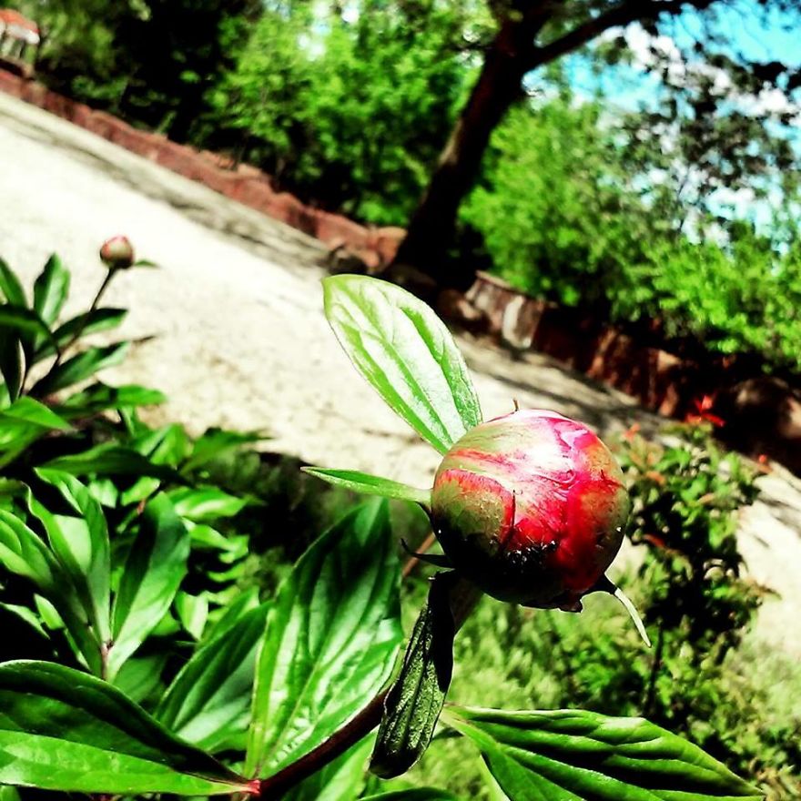 Some Of My Best Flower Photography