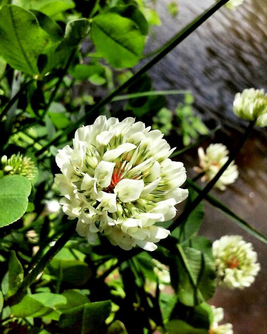 Some Of My Best Flower Photography