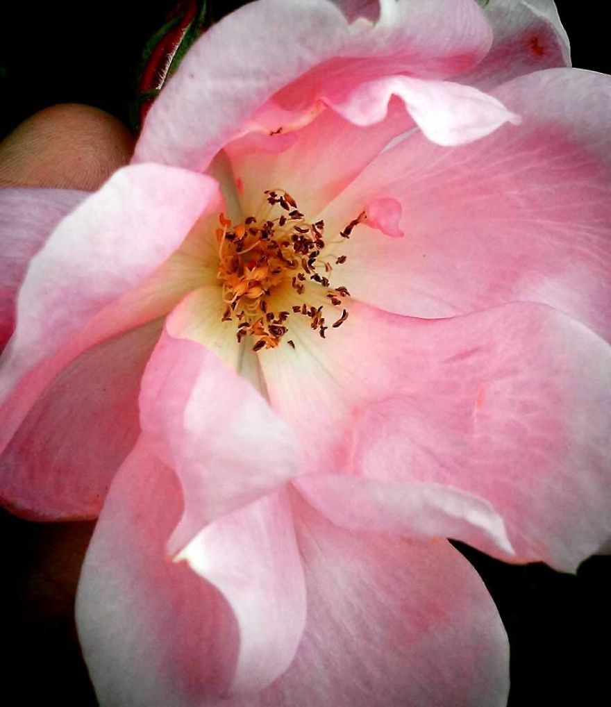 Some Of My Best Flower Photography