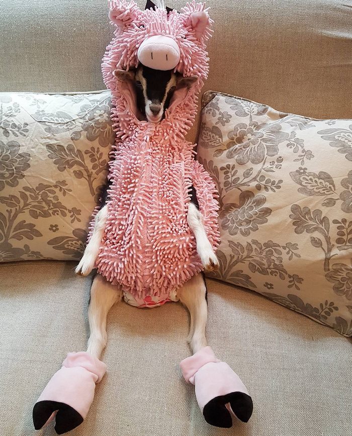 14565125_705028019652989_6014448635385741312_n 14565125_705028019652989_6014448635385741312_n