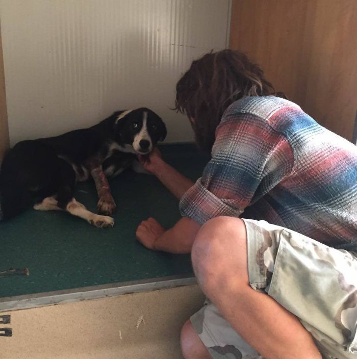 Meet Gökçer Korkmaz, The Bighearted Volunteer Who Is Living With 500+ Animals