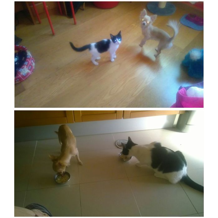 Twinkie The Dog And Nyu The Cat