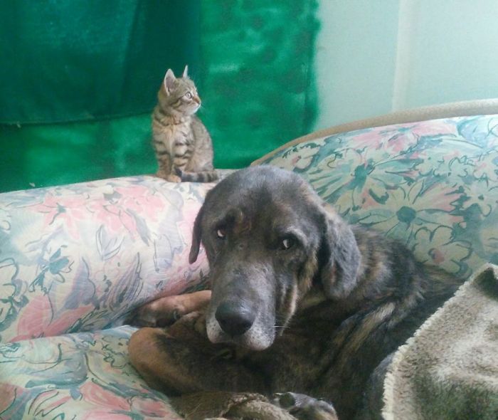 Meet Gökçer Korkmaz, The Bighearted Volunteer Who Is Living With 500+ Animals Meet Gökçer Korkmaz, The Bighearted Volunteer Who Is Living With 500+ Animals