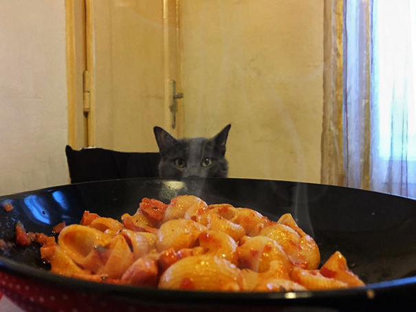 A cat peeks over a table, eyeing a plate of steaming pasta with curiosity.