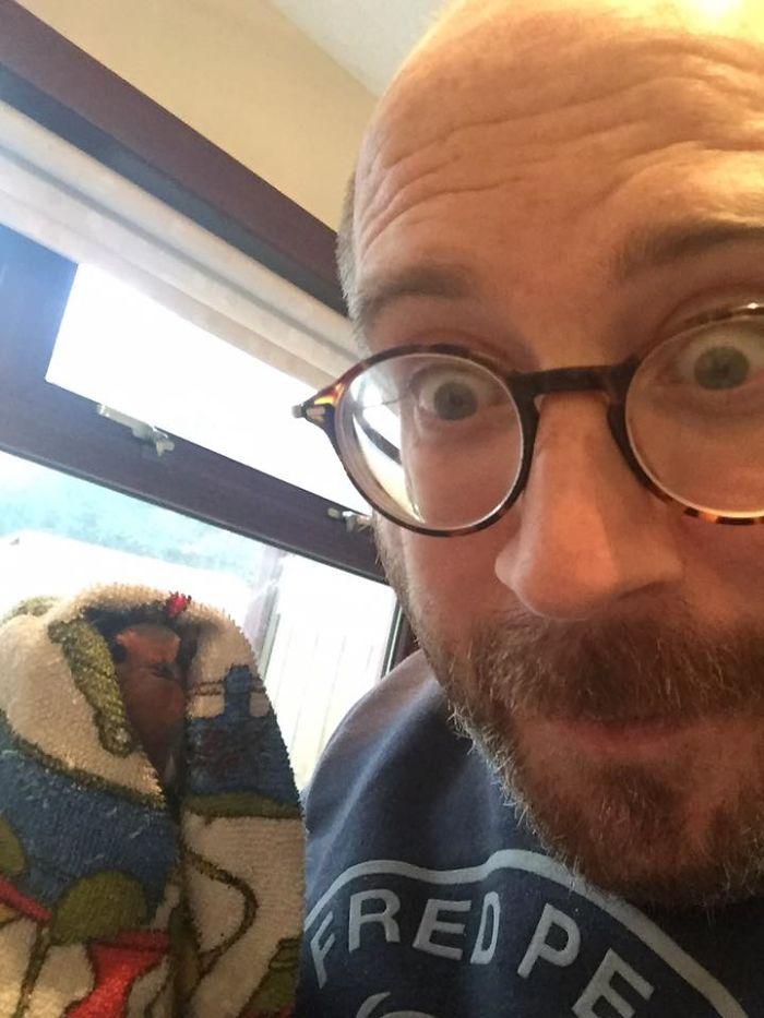 Suicidal Robin Flew Into My House With 2 Cats & A Jack Russell