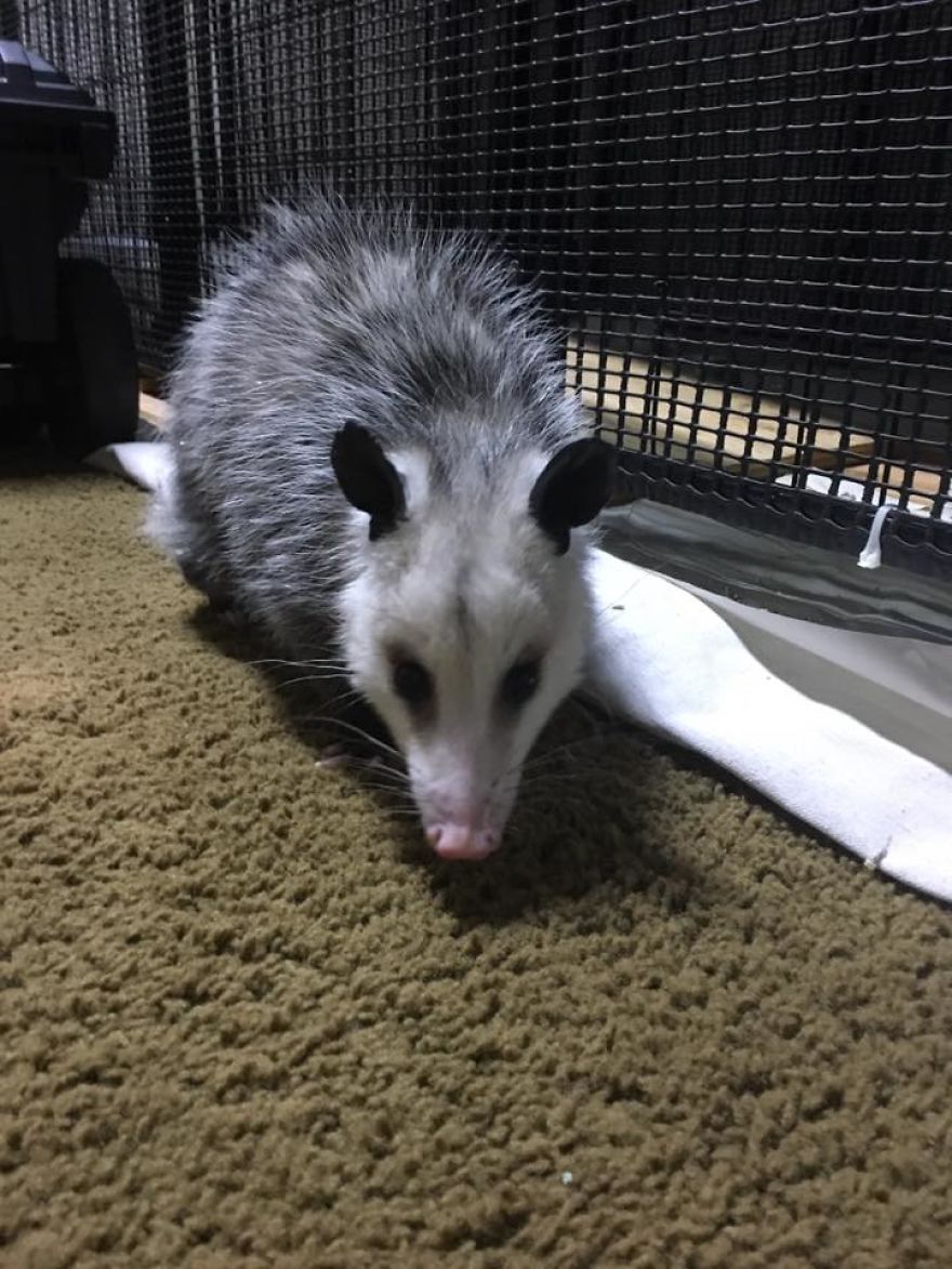 I Rescue Exotic Animal Species I Rescue Exotic Animal Species